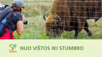 Nuo vištos iki stumbro