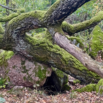 Witch's Stone 