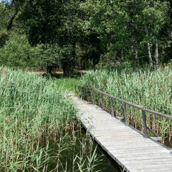 Mergelės akelės campground