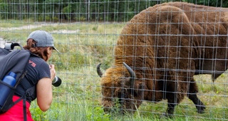 From Chickens to European Bison